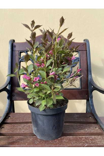 Вейгела квітуча Нана Пурпуреа  - 3л/вис.30-50см/Ø20-30см